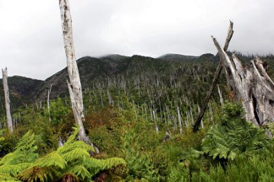 Imagen de 2016 de la zona afectada por la erupción, ya cubierta de vegetación.