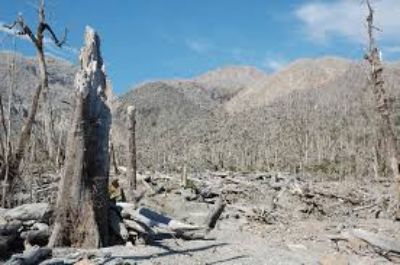 Una de las consecuencias dela erupción del volcán fue la caída masiva de árboles y la quema de follaje de muchos otros, en un área de aproximadamente 4 km2 .