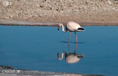 La reserva nacional Los Flamencos está situada al norte y oeste del lago.También es el hábitat de otras aves como guayatas, ñandús y patos y algunos mamíferos como guanacos, y vicuñas.