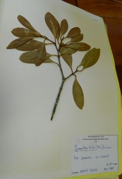 El Herbario de CFCN se ha especializado en árboles y en especies de interés forestal de Chile, siendo muy rico en especies leñosas con problemas de conservación, como el Queule (en imagen).