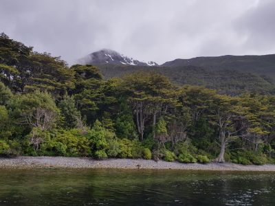 Bosque de Coigüe de Magallanes por el sur de Punta Arenas, hacia Cabo Froward.