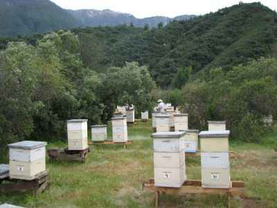 Las abejas pueden indicar la localización exacta de las fuentes de néctar y/o polen en el bosque, o en el huerto, aunque se encuentre a más de a 3 km de la colmena.