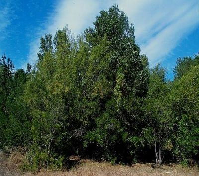 El bosque mediterráneo tiene especies como el boldo, quillay, peumo, hualo y espino, entre otras.