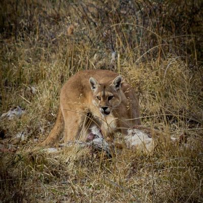 La sequía, falta de alimento y el crecimiento de las ciudades ha impulsado a ciertas especies, como el Puma, a buscar nuevos territorios para habitar y desarrollarse.