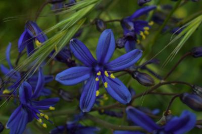 El Azulillo o Pasithea caerulea (Ruiz & Pav.) D.Don es una hierba nativa que se distribuye en Perú y Chile. Tiene un gran potencial ornamental con sus hermosas flores azules. 
