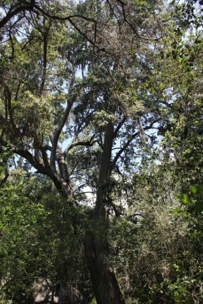 Bosques de preservación con belloto del Norte (Beilschmiedia miersii) en la Región Metropolitana - especie Vulnerable