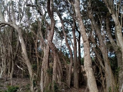Bosques de preservación con tayú del Norte (Archidasyphyllum excelsum) en la Región de O´Higgins - especie En Peligro