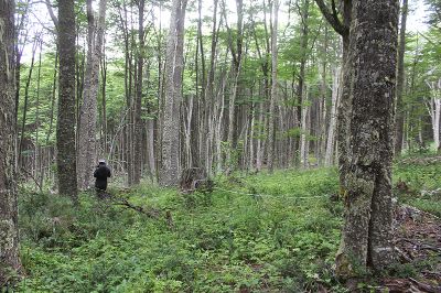 Proyecto busca recuperar bosque nativo de Lenga en la Reserva Nacional Coyhaique.