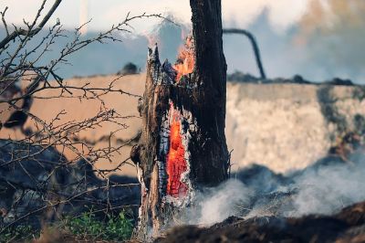 Alejandro Miranda trabajará en la configuración espacial de los paisajes paisajes resistentes a incendios forestales mediante inteligencia artificial.