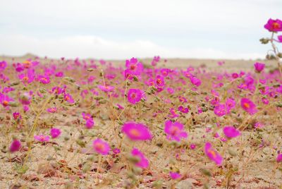 Esta masiva floración, que suma unas 200 especies vegetales, se extiende desde Huasco a Caldera, e incluso llega a las quebradas de la costa en la Región de Coquimbo.