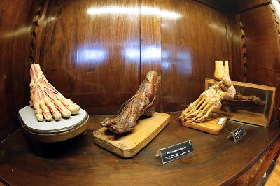 tres Pies del museo de anatomía ubicados en una repisa de madera y cuidadosamente iluminados