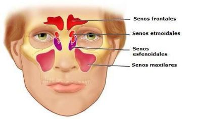 infografía de la cavidad nasal
