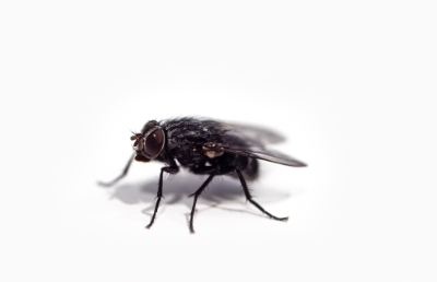 En el mundo, los tres insectos más utilizados para hacer harina y aceite, son el grillo doméstico, la larva de mosca soldado negra y las larvas de tenebrio molitor.