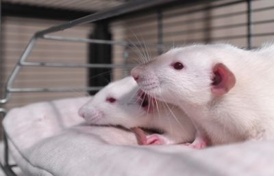 . Los hallazgos han sido posibles gracias a la  observación del comportamiento de ratas hembras y machos ante la exposición de un mismo estímulo estresante, siendo un proceso científico clave para mejorar las terapias e intervenciones para pacientes con trastornos neuropsiquiátricos.