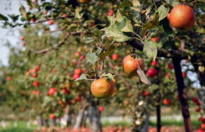Desde 2018 el grupo liderado por la académica de la Facultad de Ciencias, trabaja junto al Consorcio Biofrutales. En la actualidad, ya se determinaron las nuevas variedades de manzanos y para el próximo año podrán tener resultados concretos con el fruto. 