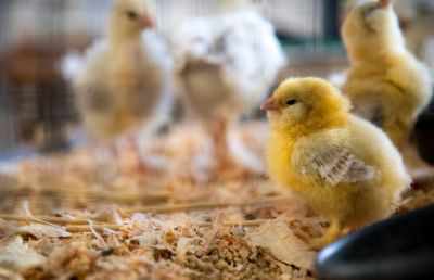 La iniciativa de Facultad de CIencias Veterinarias y Pecuarias propondrá formular una vacuna oral contra la Salmonella para pollos broiler (de producción avícola) que tendría un gran impacto tanto en la industria avícola como en la salúd pública.