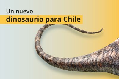 Conoce este lunes 19 de abril al Arackar licanantay, el tercer dinosaurio no aviar descrito en nuestro país luego del Atacamatitan chilensis y el Chilesaurus diegosuarezi.