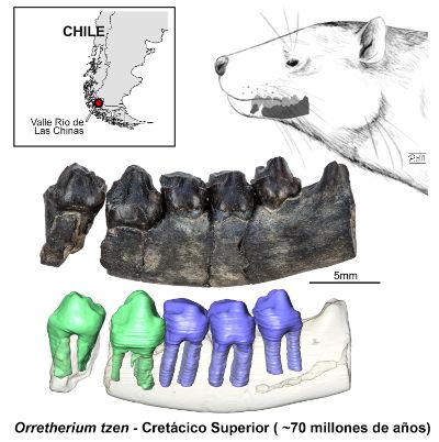 "La mandíbula encontrada cuenta con cinco piezas dentales en su lugar que indica hábitos omnívoros, probablemente se alimentó de plantas e insectos", detalla Sergio Soto.