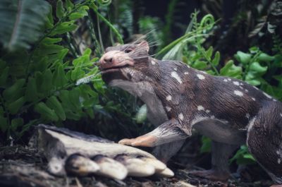 Este nuevo mamífero, que cohabitó con el Magallanodon y dinosaurios como el titanosaurio, habría tenido un aspecto, proporciones y hábitos alimenticios similares a los de zorrillos o zarigüeyas.
