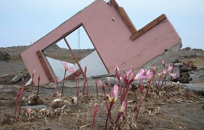Los integrantes del CIVDES han investigado la experiencia de los desastres de Chaitén el 2008 y el caso de Constitución luego del terremoto y tsunami del 2010. 
