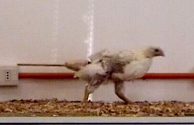 Pollo con cola artificial. Parte del experimento del profesor Bruno Grossi para demostrar la caminata de los dinosaurios.