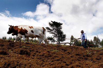 La siembra de trigo, avena, papas y porotos; la crianza de animales y recolección de algas, son algunas de las principales actividades económicas de esta comunidad mapuche Lafkenche.