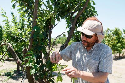 El Laboratorio de Mejoramiento Genético y Calidad de la Fruta se ha transformado en un referente global en el desarrollo de nuevas variedades frutales con larga vida de postcosecha.