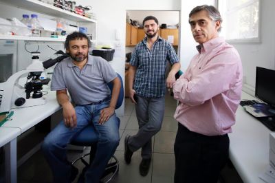 El equipo está integrado por los investigadores Rodrigo Naves y Luis González, de la Facultad de Medicina, y Felipe Oyarzún, de la Facultad de Ciencias Químicas y Farmacéuticas y ACCDiS.