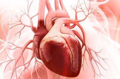 La investigación describe que el aumento del óxido nítrico genera daño cardíaco al alterar el funcionamiento de dos proteínas encargadas de proteger el corazón.