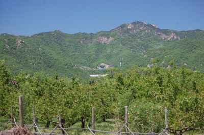 Este enclave de 20 hectáreas nació a fines de los '90 con el propósito de presentar a los consumidores chinos las variedades frutales chilenas para su exportación.