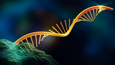 El estudio identificó que ciertas cadenas de ARN, consideradas la "basura del genoma", están directamente involucradas en la respuesta del sistema inmune del organismo tras la vacunación.