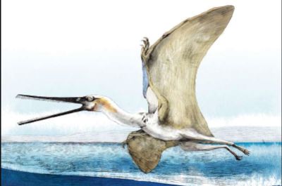 El pterosaurio chileno presenta características en su morfología y tamaño que lo distinguen de sus parientes de Sudamérica.