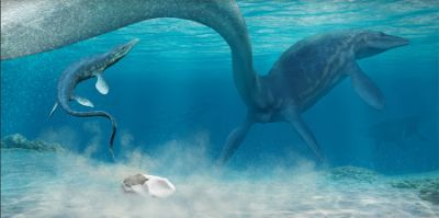 La especie que produjo este huevo correspondería a un reptil marino, muy probablemente a un mosasaurio, especie que vivió hace más de 66 millones de años en la Antártica.