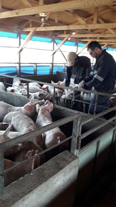 El académico de la Facultad de Ciencias Veterinarias y Pecuarias, quien se dedica hace más de 10 años al estudio del virus porcino en Chile, no tendría el impacto que ha tenido el SARS-CoV2.
