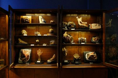 El proyecto del Museo de Anatomía es "Rescate, Conservación, Catalogación y Puesta en Valor de las Primeras Tesis de Enfermeras Sanitarias en Chile desde 1940 a 1960".