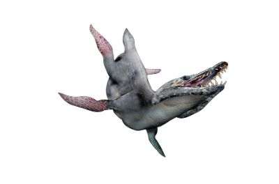 En el sector se han encontrado nuevos materiales de vertebrados marinos, incluyendo restos craneales de ictiosaurios, cocodrilos marinos y pliosaurios. Este último fue uno de los mayores depredadores.