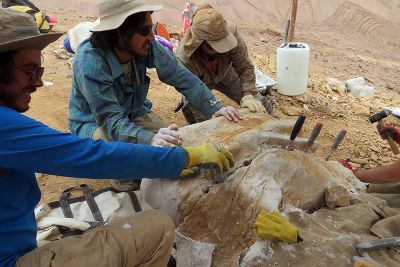 En el sector de estudio, los paleontólogos han hallado materiales de vertebrados marinos, incluyendo restos craneales de ictiosaurios, cocodrilos y plesiosaurios, además de peces de hasta 10 metros.