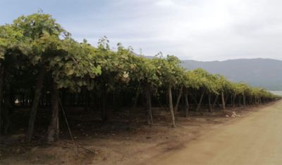 "Gracias a esta nueva tecnología, más económica, precisa y rápida, los productores podrán reducir las pérdidas en la etapa de cosecha y mejorar la calidad de la uva", destaca el director de FIA.