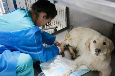 El profesor Sáenz explicó que en una filial veterinaria de Pfizer y en Rusia se están estudiando vacunas para caninos, felinos y otras especies susceptibles de ser contagiadas por los seres humanos.
