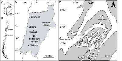 Esta especie habitó en lo que hoy es la Región de Atacama durante la parte final del periodo Cretácico, hace unos 80 a 66 millones de años atrás.
