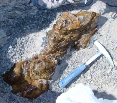 Prospecciones en la zona del hallazgo han permitido recuperar también parte del esqueleto de otro titanosaurio, el que aún está sin identificar.