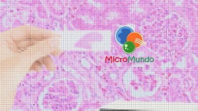 Por más de cuatro años, el proyecto MicroMundo ha acercado con lentes microscópicos la ciencia y conocimiento a niñas y niños.