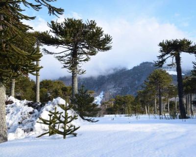 El invierno es considerado de manera positiva por la cultura mapuche pues el periodo desde donde se gesta el renacer de la naturaleza