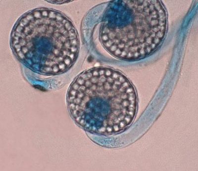 La nueva especie es blanquecina grisácea, casi transparente e imperceptible a la vista. Su tamaño es de entre dos a 20 milímetros de alto y no es patogénico.