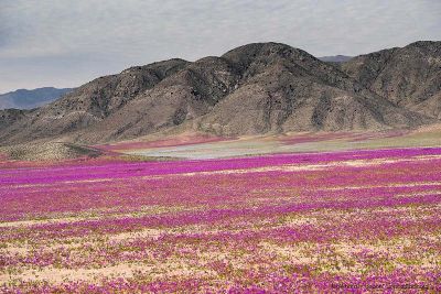 Más de 200 especies florecen en el desierto de Atacama, considerado el más árido del mundo. El fenómeno solo ocurre cuando las precipitaciones superan el rango normal para la zona.