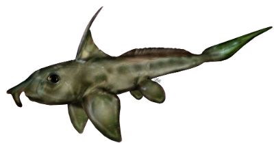 Uno de los hallazgos corresponde al Ischyodus townsendi, un extraño pez emparentado con el pejegallo que habitó en la región del Maule hace unos 150 millones de años, en el período Jurásico.