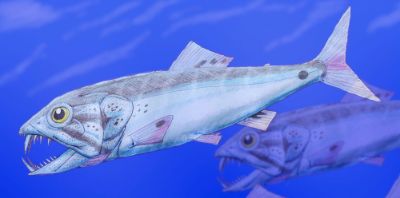 Prospecciones paleontológicas realizadas en Algarrobo permitieron, además, identificar peces del Cretácico como Enchodus, denominado coloquialmente como pez "dientes de sable".