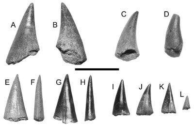 Los investigadores también recuperaron dientes referibles a un Pachycormidae indeterminado y a peces del género Pachyrhizodus, animales que vivieron hace más de 66 millones de años en Chile central.