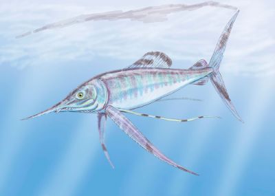 Los restos fósiles de Pachycormidae encontrados se emparentan con el "pez-espada Cretácico" de Norteamérica Protosphyraena, cuyos distintivos dientes se asemejan a los de las actuales barracudas.