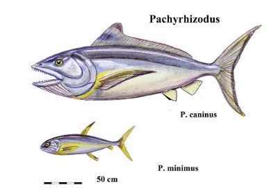Pachyrhizodus, en tanto, era "algo así como un atún del Cretácico, con dientes robustos", describe el paleontólogo de la U. de Chile, Rodrigo Otero.